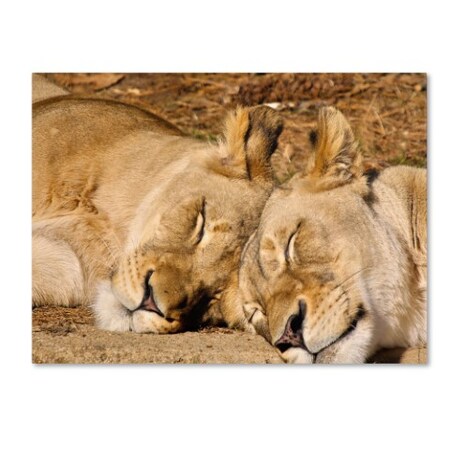 Trademark Fine Art CATeyes 'National Zoo - Lions' Canvas Art, 16x24 MZ0238-C1624GG